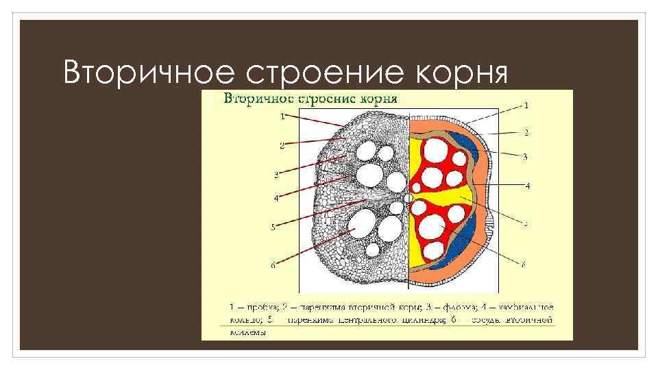 Вторичное строение корня 