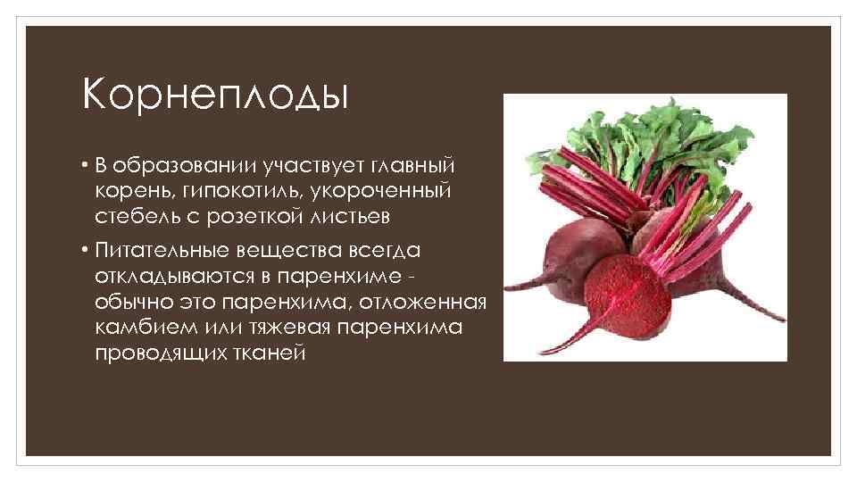 Корнеплоды • В образовании участвует главный корень, гипокотиль, укороченный стебель с розеткой листьев •
