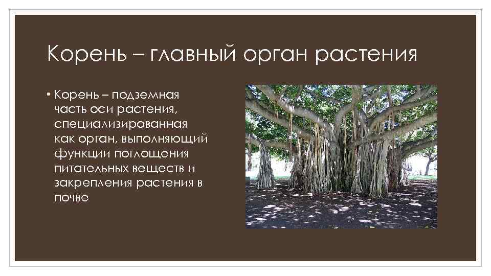 Корень – главный орган растения • Корень – подземная часть оси растения, специализированная как