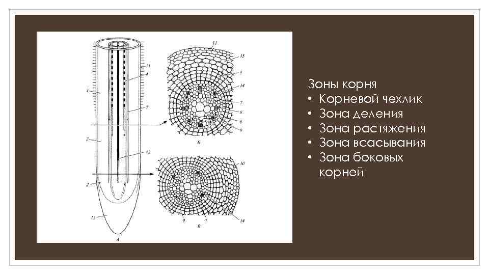 Зоны корня • Корневой чехлик • Зона деления • Зона растяжения • Зона всасывания