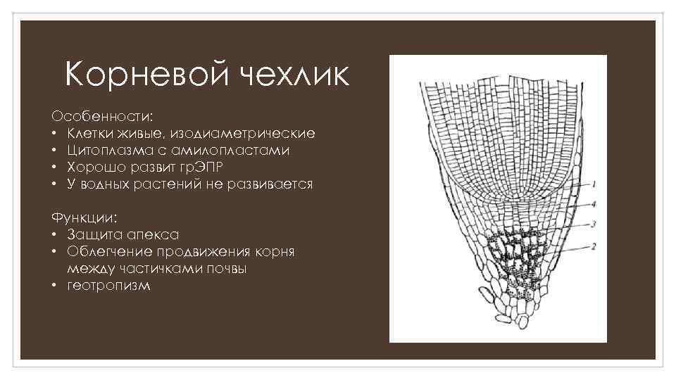 Особенности строения корня. Корневой чехлик функции. Корневой чехлик строение и функции. Строение и функции корневого чехлика. Характеристика корневого чехлика.