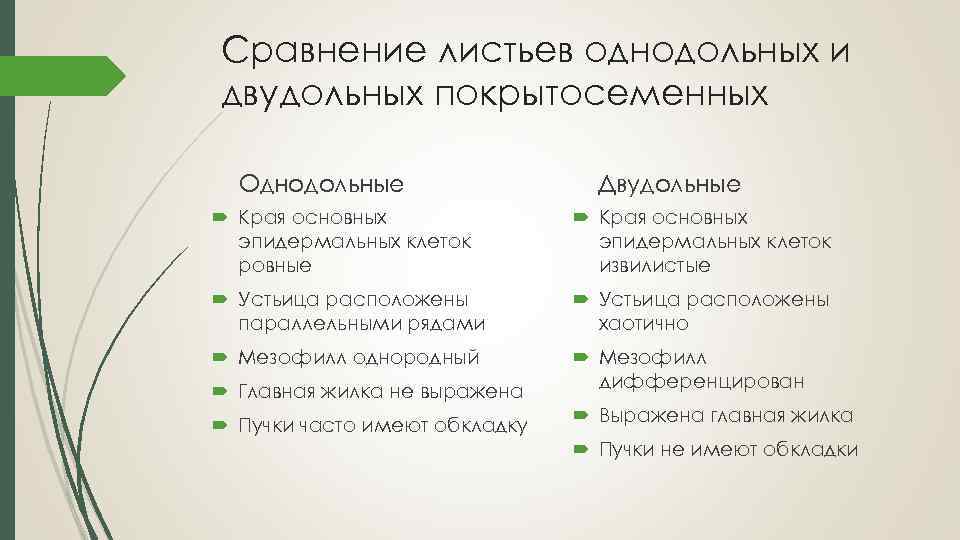 Сравнение листьев однодольных и двудольных покрытосеменных Однодольные Двудольные Края основных эпидермальных клеток ровные Края