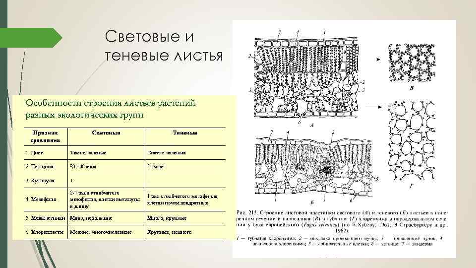 Световые и теневые листья 