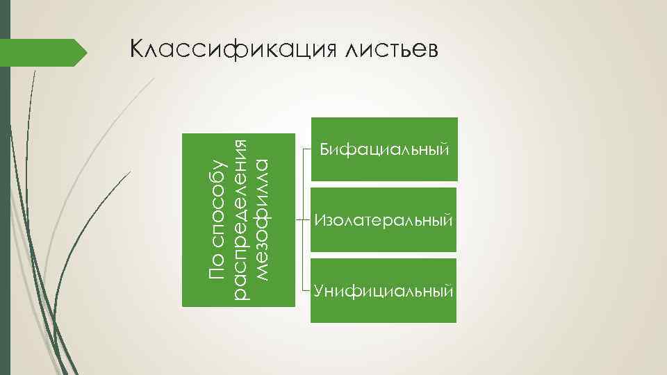 По способу распределения мезофилла Классификация листьев Бифациальный Изолатеральный Унифициальный 