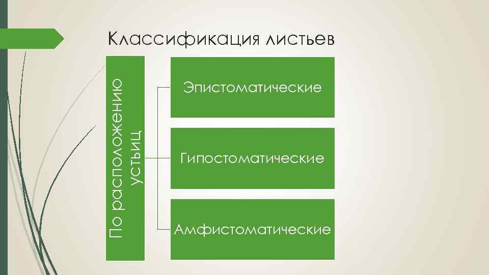 По расположению устьиц Классификация листьев Эпистоматические Гипостоматические Амфистоматические 