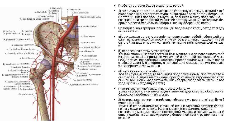 Артерии бедра анатомия схема