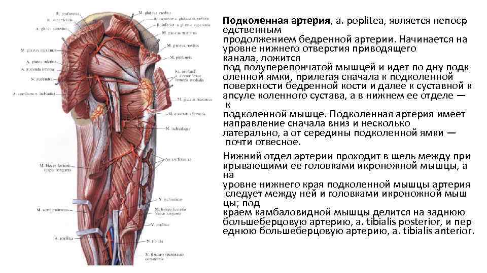Статья артерия жизни по дну чего. Проекция перевязки бедренной артерии. Скелетотопия подколенной артерии. Перевязка бедренной артерии. Уровень перевязки бедренной артерии.
