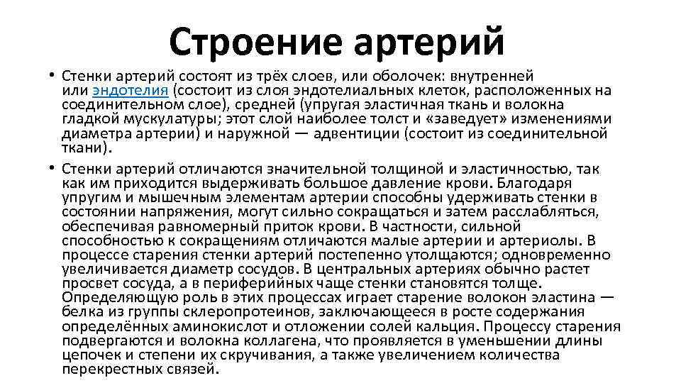 Строение артерий • Стенки артерий состоят из трёх слоев, или оболочек: внутренней или эндотелия