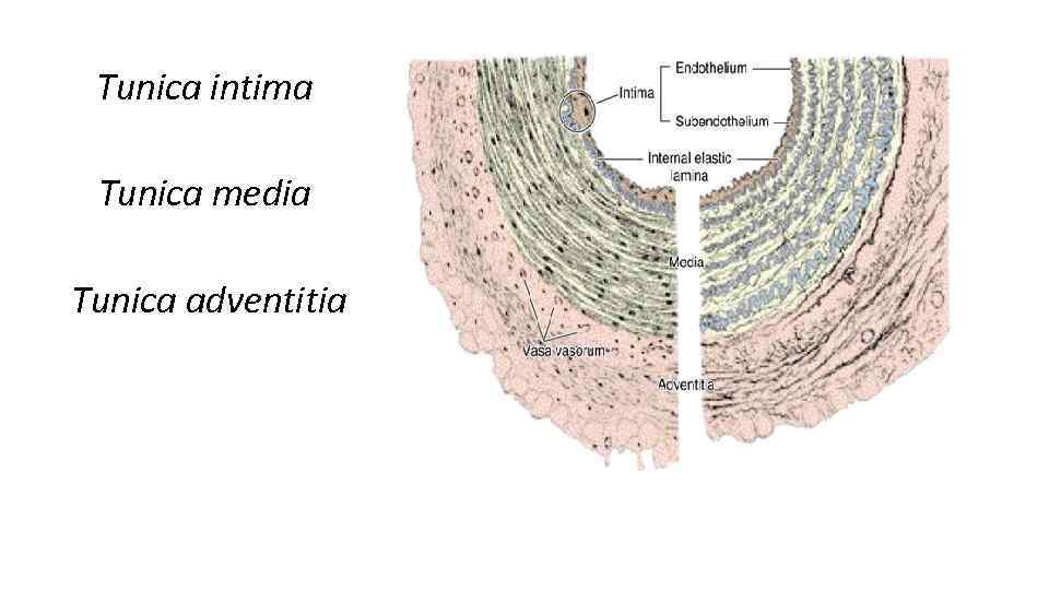 Tunica intima Tunica media Tunica adventitia 