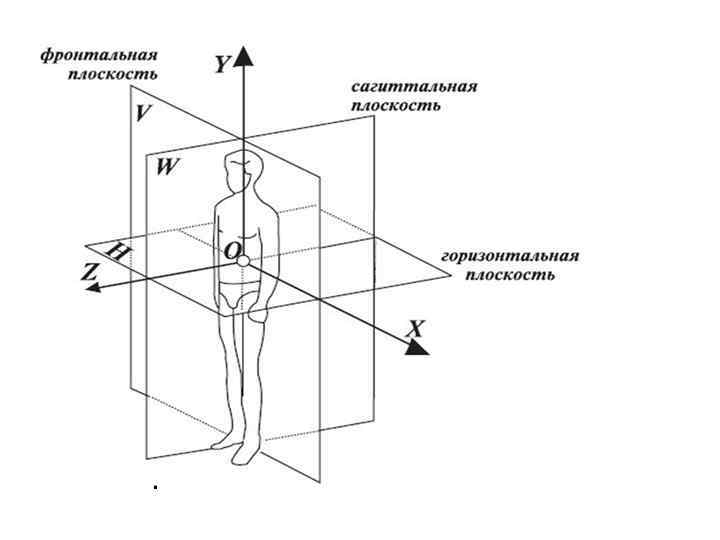  • • Краниальный конец туловища – Каудальный конец туловища – Вентральная поверхность –