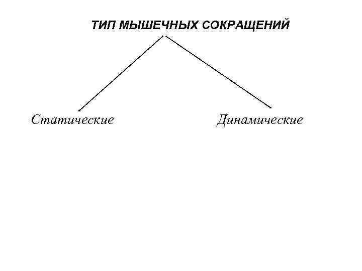 ТИП МЫШЕЧНЫХ СОКРАЩЕНИЙ Статические Динамические 