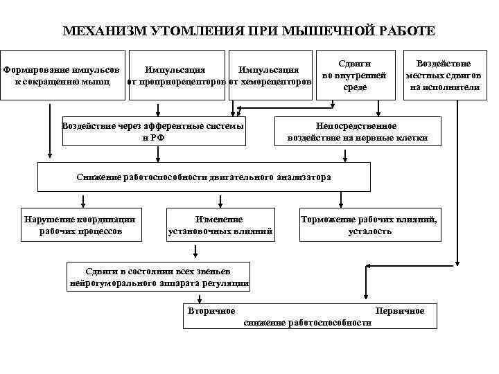 МЕХАНИЗМ УТОМЛЕНИЯ ПРИ МЫШЕЧНОЙ РАБОТЕ Формирование импульсов Импульсация к сокращению мышц от проприорецепторов от