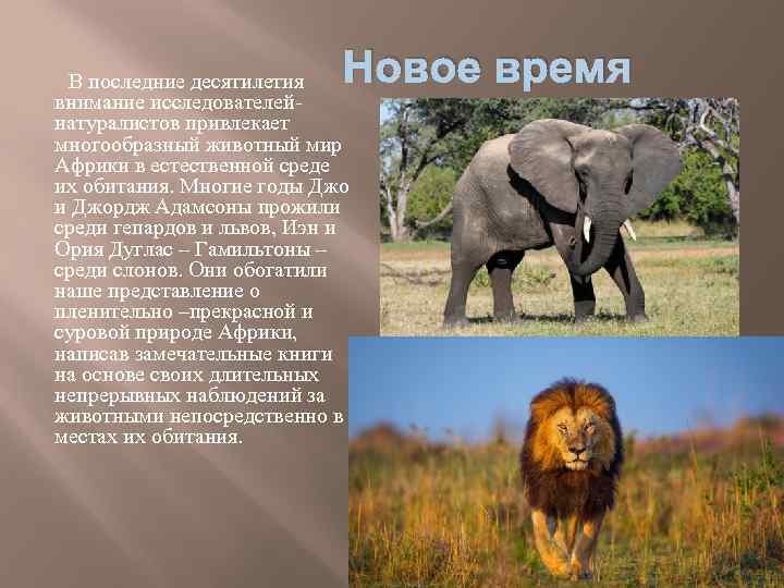 Новое время В последние десятилетия внимание исследователейнатуралистов привлекает многообразный животный мир Африки в естественной