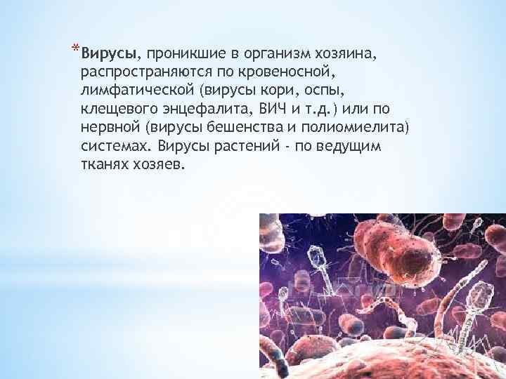 *Вирусы, проникшие в организм хозяина, распространяются по кровеносной, лимфатической (вирусы кори, оспы, клещевого энцефалита,