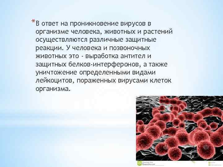 *В ответ на проникновение вирусов в организме человека, животных и растений осуществляются различные защитные
