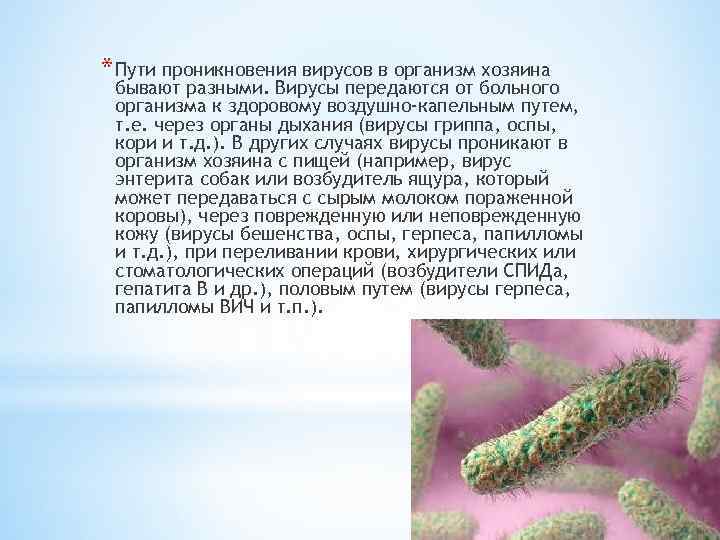 * Пути проникновения вирусов в организм хозяина бывают разными. Вирусы передаются от больного организма