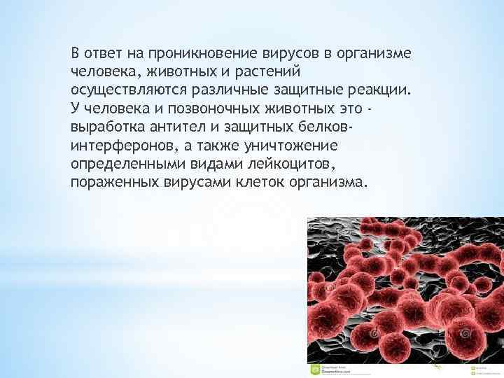 В ответ на проникновение вирусов в организме человека, животных и растений осуществляются различные защитные