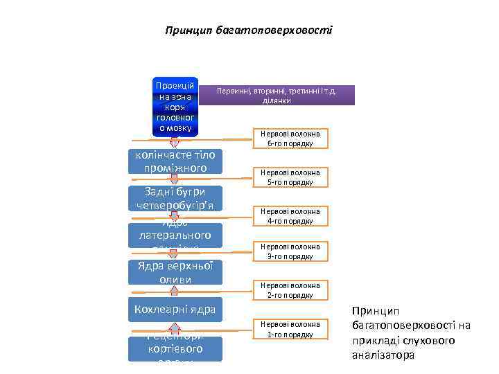 Принцип багатоповерховості Проекцій на зона кори головног о мозку Внутрішнє колінчасте тіло проміжного мозку