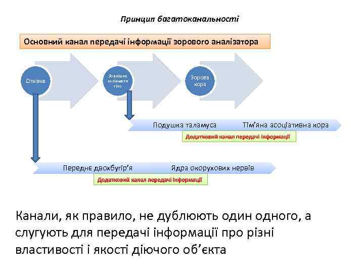 Принцип багатоканальності Основний канал передачі інформації зорового аналізатора Сітківка Зовнішнє колінчасте тіло Зорова кора