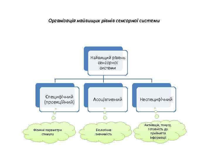 Організація найвищих рівнів сенсорної системи Найвищий рівень сенсорної системи Специфічний (проекційний) Фізичні параметри стимулу