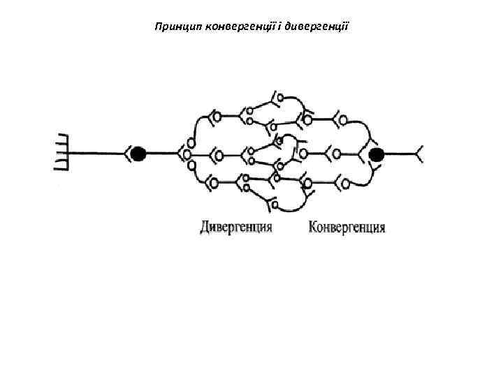 Принцип конвергенції і дивергенції 