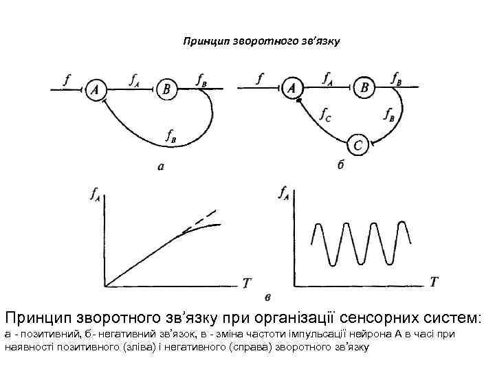 Принцип зворотного зв’язку при організації сенсорних систем: а - позитивний, б- негативний зв’язок, в