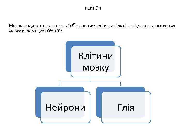 НЕЙРОН Мозок людини складається з 1012 нервових клітин, а кількість з’єднань в головному мозку