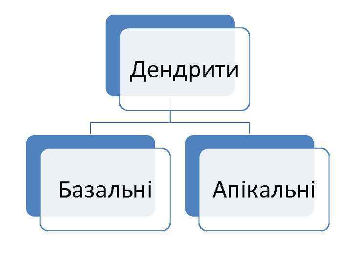 Дендрити Базальні Апікальні 