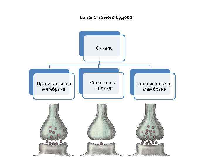 Синапс та його будова Синапс Пресинаптична мембрана Синаптична щілина Постсинаптична мембрана 