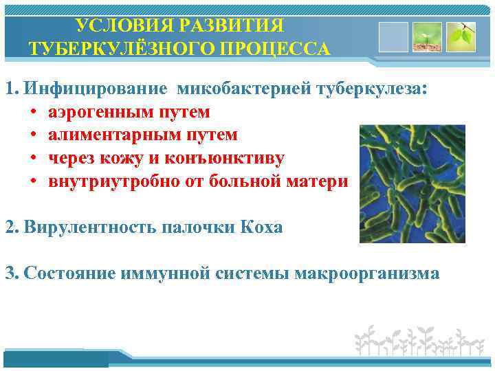 УСЛОВИЯ РАЗВИТИЯ ТУБЕРКУЛЁЗНОГО ПРОЦЕССА 1. Инфицирование микобактерией туберкулеза: • аэрогенным путем • алиментарным путем