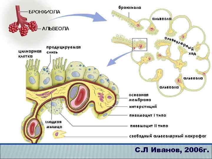 С. Л Иванов, 2006 г. 