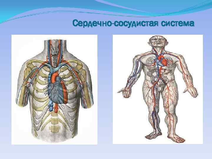 Сердечно-сосудистая система 