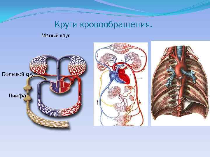 Круги кровообращения. Малый круг Большой круг Лимфа 