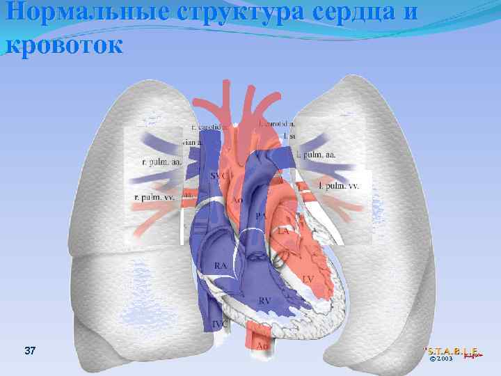 Нормальные структура сердца и кровоток 37 © 2003 