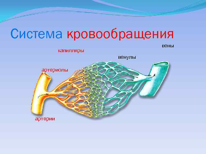 Cистема кровообращения вены капилляры венулы артериолы артерии 