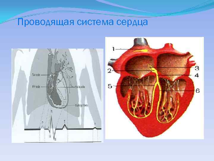 Проводящая система сердца 