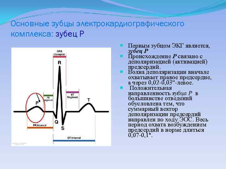 Происхождение зубца r на экг связано с