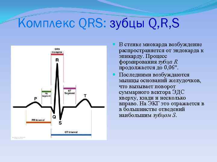 Комплекс QRS: зубцы Q, R, S В стенке миокарда возбуждение распространяется от эндокарда к