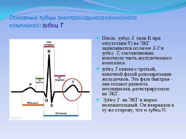 Основные зубцы электрокардиографического комплекса: зубец T После зубца S (или R при отсутствии S)