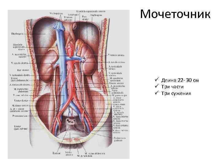 Мочеточник ü Длина 22 - 30 см ü Три части ü Три сужения 