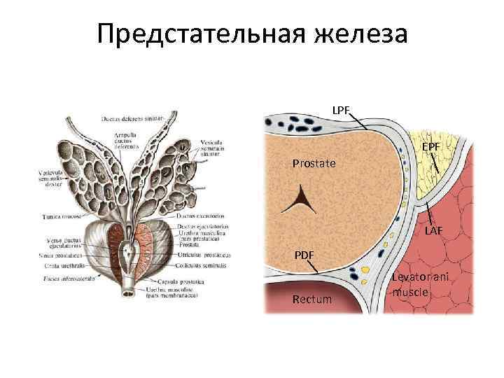 Предстательная железа LPF EPF Prostate LAF PDF Rectum Levator ani muscle 