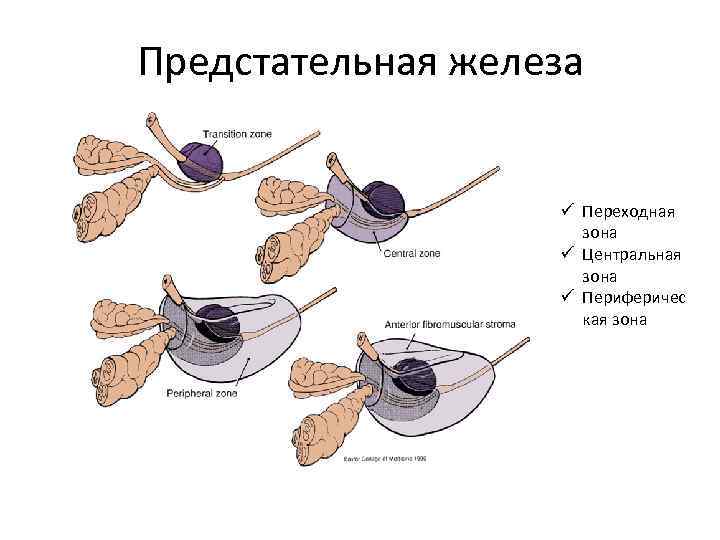 Предстательная железа ü Переходная зона ü Центральная зона ü Периферичес кая зона 