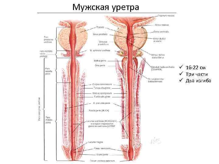 Мужская уретра ü 16 -22 см ü Три части ü Два изгиба 