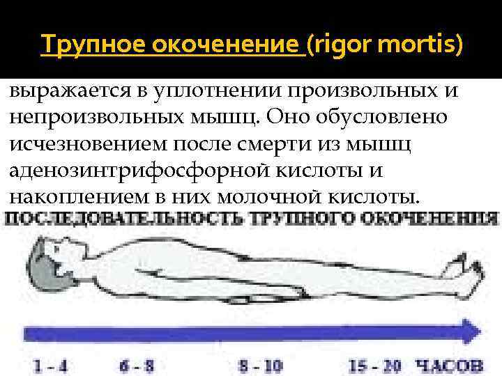 Трупное окоченение презентация