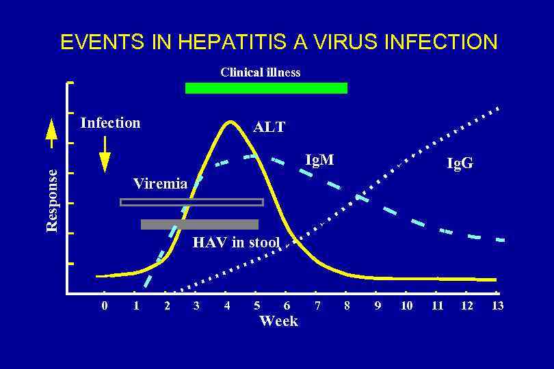 EVENTS IN HEPATITIS A VIRUS INFECTION Clinical illness Infection ALT Response Ig. M Ig.