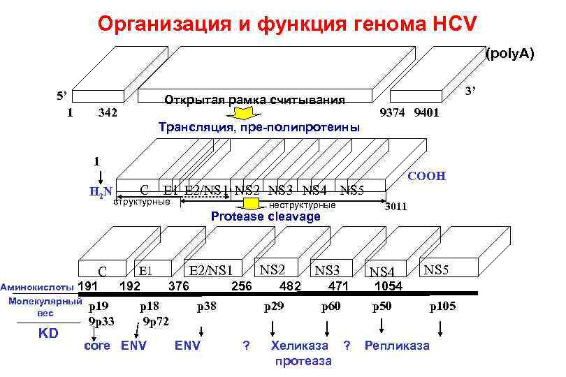 Организация и функция генома HCV (poly. A) 5’ 1 3’ Открытая рамка считывания 342