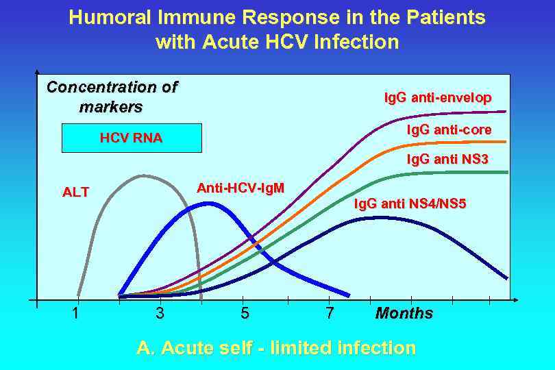 Anti hcv что это за анализ крови. Анти-Core, анти-ns3 IGG. Анти HCV IGG. Анти-HCV Core положительный. Антитела Core к гепатиту.