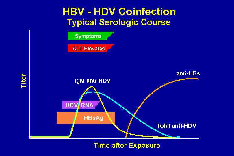 HBV - HDV Coinfection Typical Serologic Course Symptoms Titer ALT Elevated anti-HBs Ig. M
