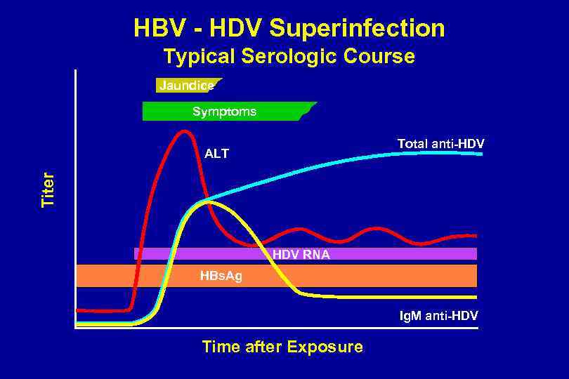 HBV - HDV Superinfection Typical Serologic Course Jaundice Symptoms Total anti-HDV Titer ALT HDV