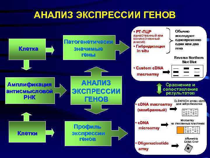 АНАЛИЗ ЭКСПРЕССИИ ГЕНОВ • РТ-ПЦР Клетка Патогенетически значимые гены Обычно исследуют одновременно один или